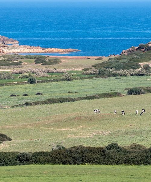 coinga-menorca-bienestar-animal-cuidamos-de-nuestro-entorno.jpg