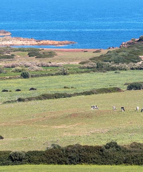 coinga-menorca-bienestar-animal-cuidamos-el-entorno.jpg