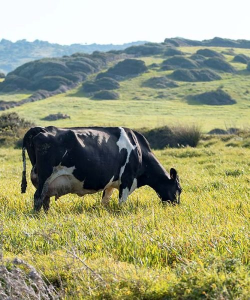 coinga-menorca-bienestar-animal-nuestras-vacas-pastan-libres-comen-sano.jpg